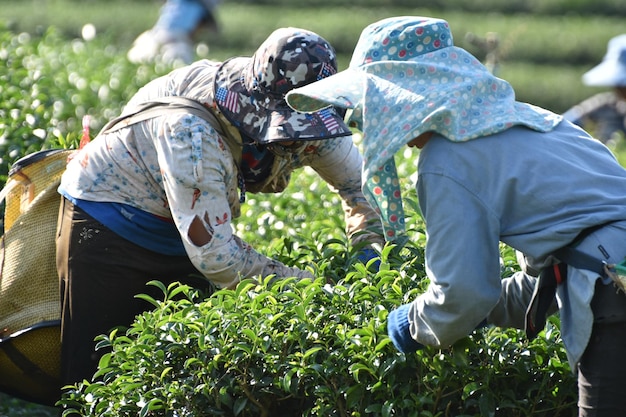 農場で茶葉を摘む農民