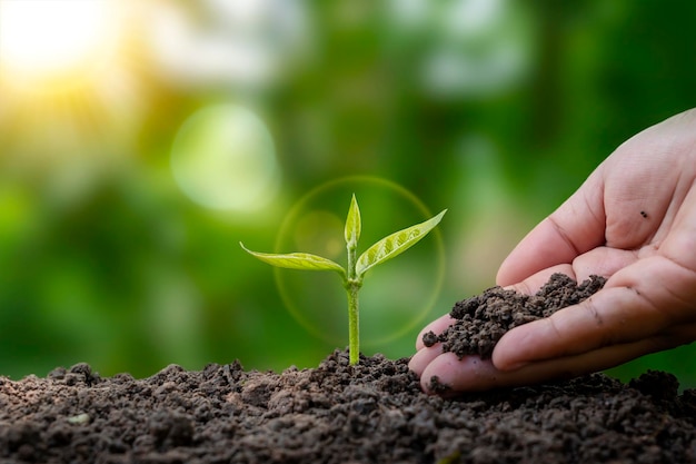 Photo farmers plant trees and take care of them with farmers hands resource conservation and the concept of planting trees and caring for the environment