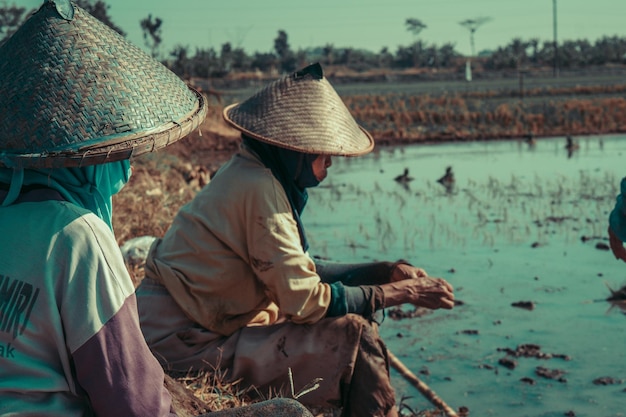 Foto agricoltori che piantano riso