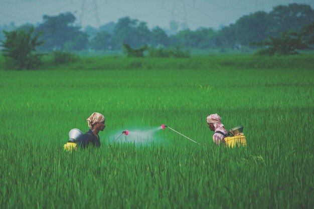 Farmers spraying chemical on crops in farm