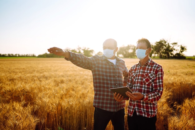 Farmers in sterile medical masks discuss agricultural issues on a wheat field. Agro business. Covid-19.