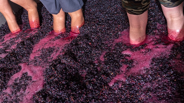 Farmers treading on grapes wine aging process