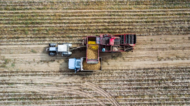 Farmers use machinery to harvest potatoes aerial view