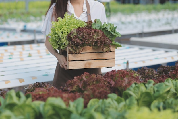 農家はノギスを使用して野菜を測定し、苗床農場での成長を追跡します スマート農業技術のコンセプト