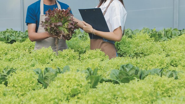 農家はノギスを使用して野菜を測定し、苗床農場での成長を追跡します スマート農業技術のコンセプト