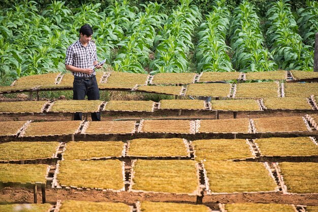 タバコの栽培にデジタルタブレットを使用している農家。