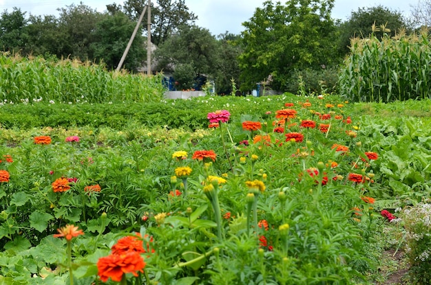 Farmers in the village vegetable garden with vegetables and flowers in the summer