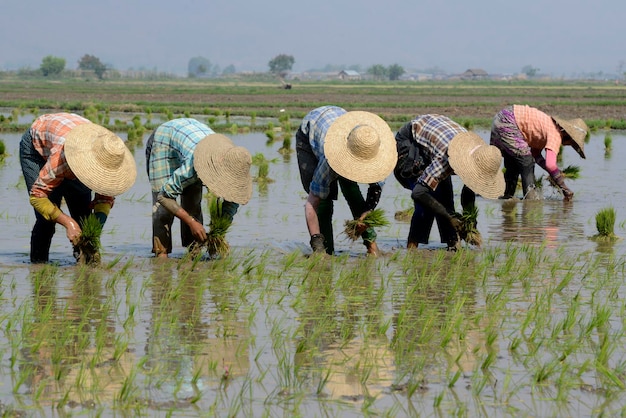 Farmers wearing hats working on agricultural field