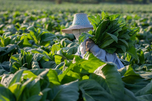 Farmers were growing tobacco in a converted tobacco growing in the country, thailand.