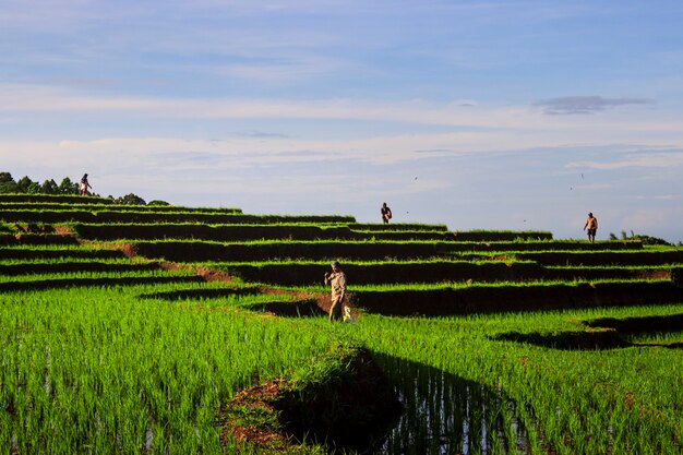 Photo the farmers with activity in the morning