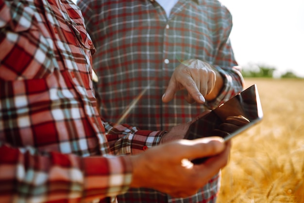 farmers with a tablet in their hands in a wheat field harvesting
