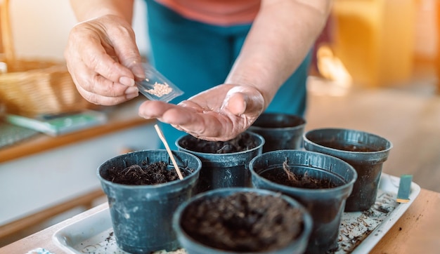 Mani di donna contadina con guanti da giardinaggio che piantano semi in vaso a casa