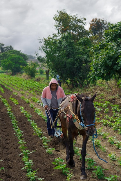 Farmers work on a field using a manual plow on horse-drawn