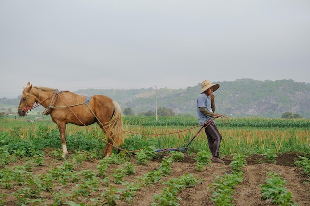 Farmers work on a field using a manual plow on horse-drawn