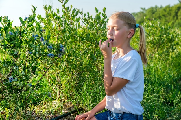 Farmers young daughter harvests blueberries from a bush and enjoy taste of berry