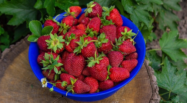 Farmfresh strawberries in a bowl