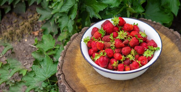 Farmfresh strawberries in a bowl