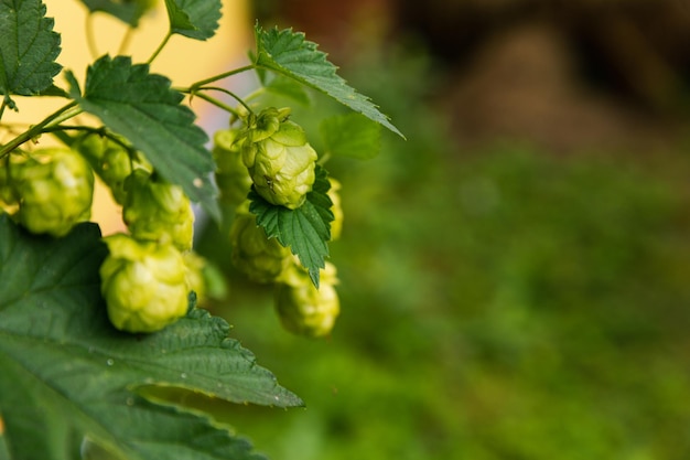 Farming and agriculture concept green fresh ripe organic hop cones for making beer and bread close u