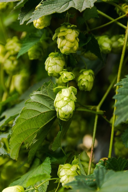 Farming and agriculture concept Green fresh ripe organic hop cones for making beer and bread close up Fresh hops for brewing production Hop plant growing in garden or farm