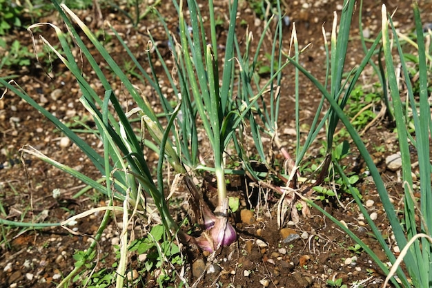 Farming and agriculture young garlic grow in the garden