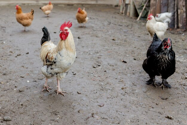 Farming, free-range chickens in the yard in the summer