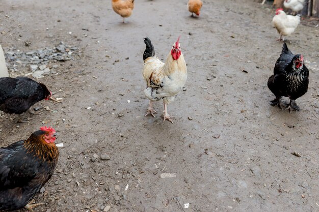 Farming, free-range chickens in the yard in the summer