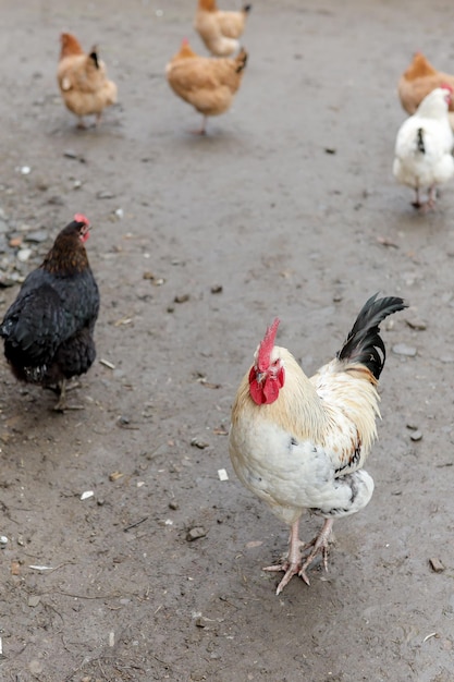 Farming freerange chickens in the yard in the summer