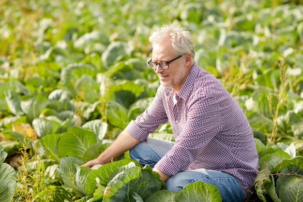 Foto agricoltura, giardinaggio, agricoltura, raccolta e concetto di persone - uomo anziano felice che coltiva cavoli bianchi in fattoria