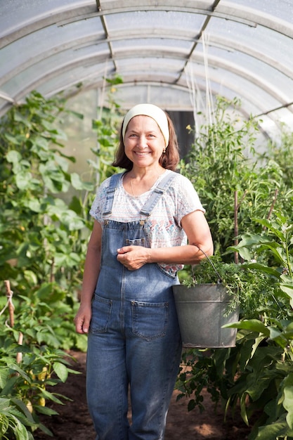 정원 가꾸기 농업 노년과 사람들 개념 노인 여성 또는 농장의 온실에서 오이를 재배하는 농부