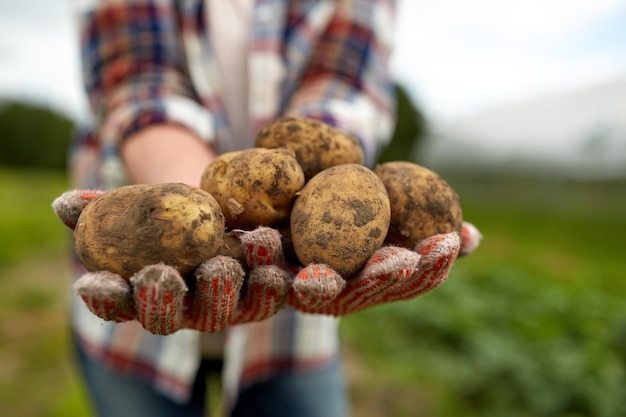 농업, 원예, 농업 및 사람 개념 - 농장에서 감자를 들고 있는 농부