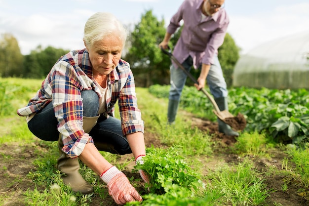 farming, gardening, agriculture and people concept - happy senior couple working in garden at summer farm