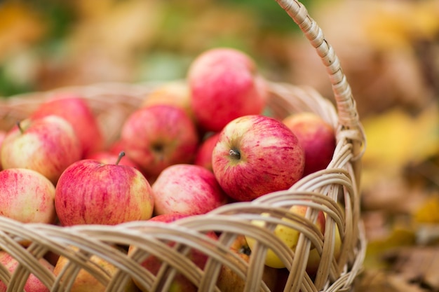 farming, gardening, harvesting and people concept - close up of wicker basket with ripe red apples at autumn garden