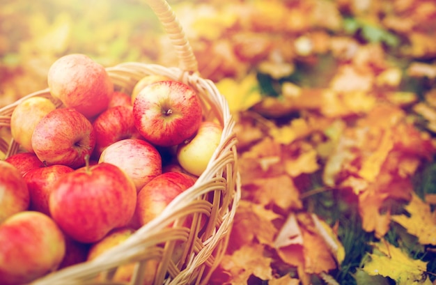 farming, gardening, harvesting and people concept - close up of wicker basket with ripe red apples at autumn garden