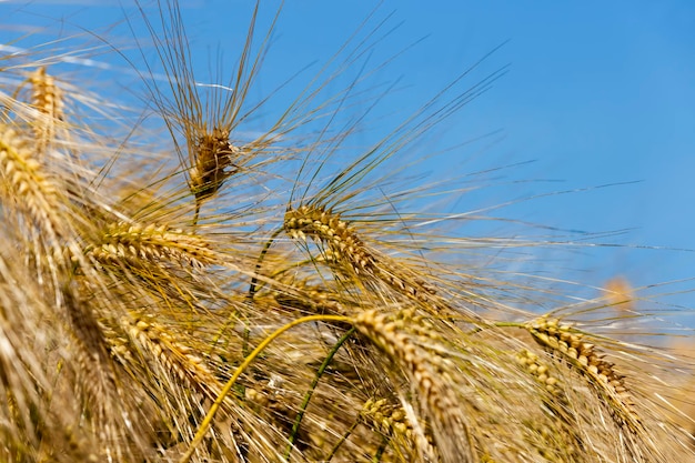 Farming for growing rye and harvesting cereals