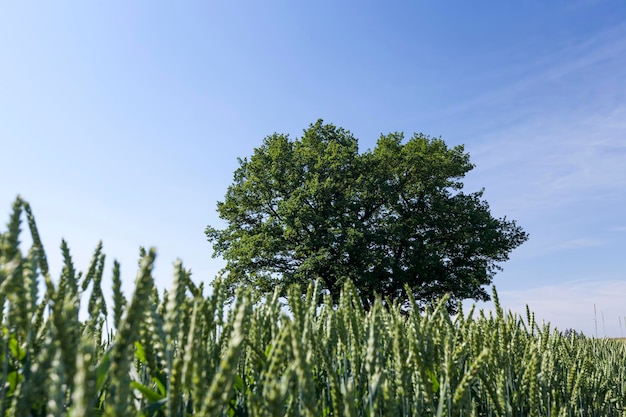 Farming for growing wheat and harvesting grain