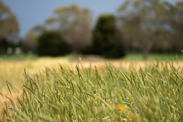 farming landscape of a wheat crop in australia