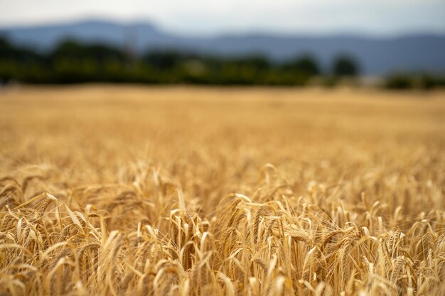 farming landscape of a wheat crop in australia