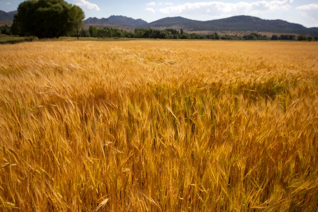 Farming Wheat field in summer