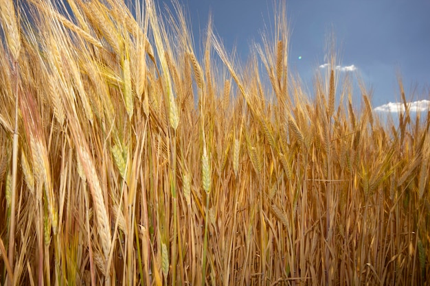 Farming Wheat field in summer