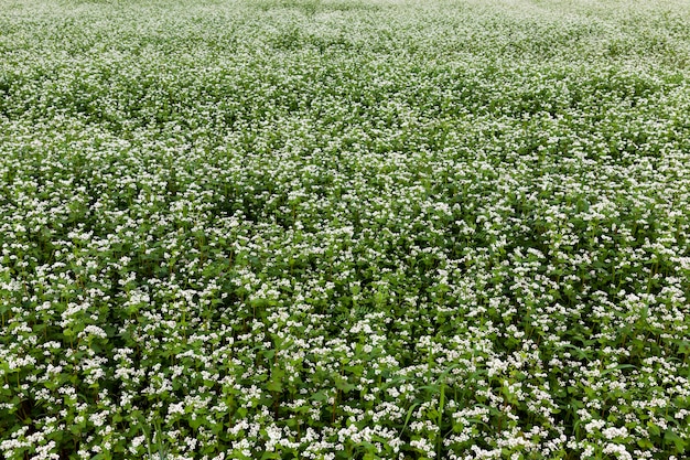 Agricoltura con coltivazione di grano saraceno con fiori bianchi, fiori bianchi di grano saraceno durante la fioritura in un campo agricolo