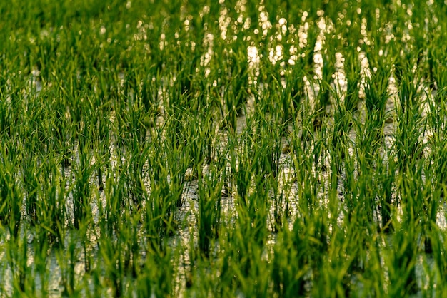 Terreni agricoli pieni d'acqua e colture coltivate