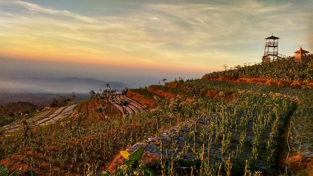 写真 山脈の農地