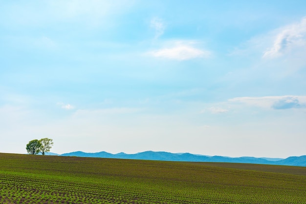 Сельскохозяйственные угодья Изолированные деревья на холме с голубым небом на заднем плане в солнечный день Природа Ландшафт
