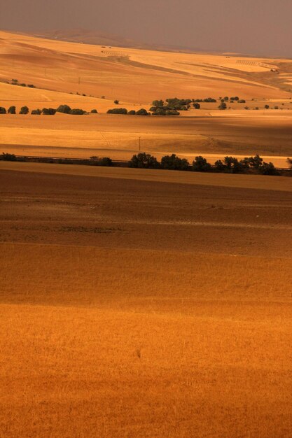 farmland