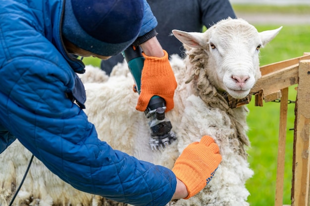 Contadino che taglia un animale contadino che tosatura la pelle di pecora