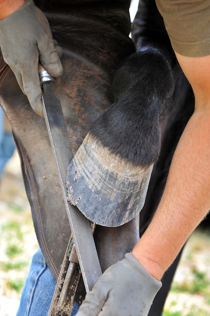 Farrier grooming a horseshoe