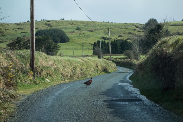 Foto fasan op de weg in ierland