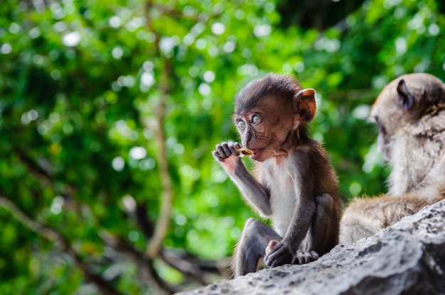 Fascicularis die van welpmacaca op een rots zitten en eten. Babyapen op de Phi Phi-eilanden, Thailand