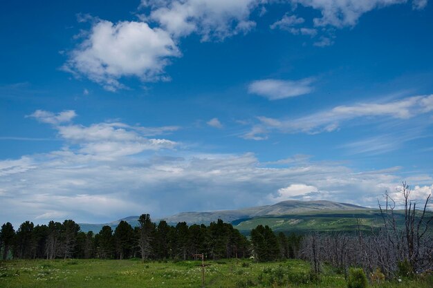 The fascinating beauty of the nature of the summer altai