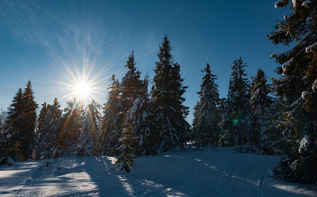 Fascinating sunny landscape of a winter forest located on a snowy slope on a sunny frosty winter day. The end of a holiday at a ski resort